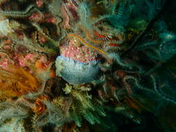 Image of Blue-speckled nudibranch