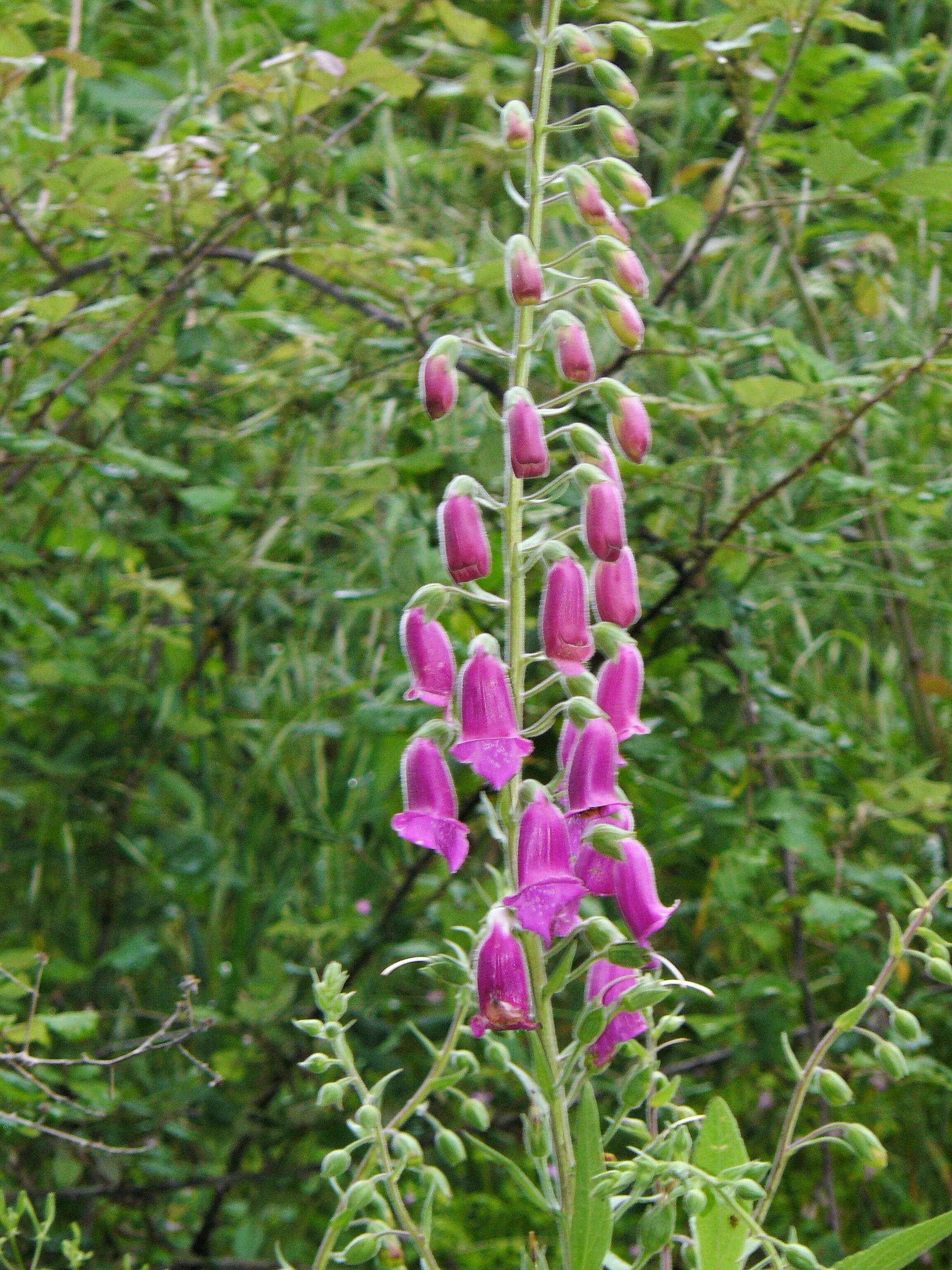 Imagem de Digitalis thapsi L.