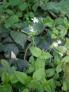 Image of wood stitchwort