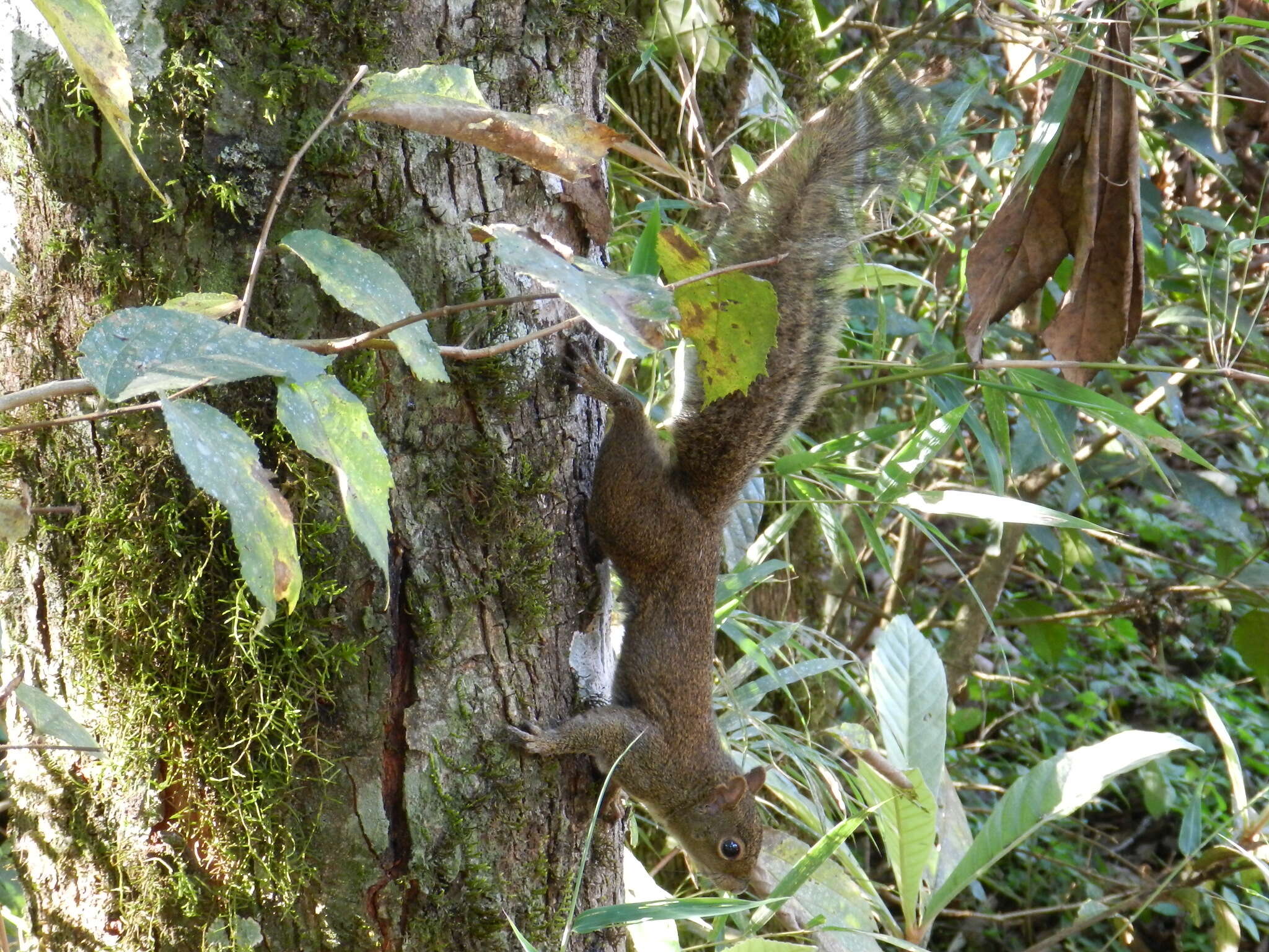 Image of Guianan Squirrel