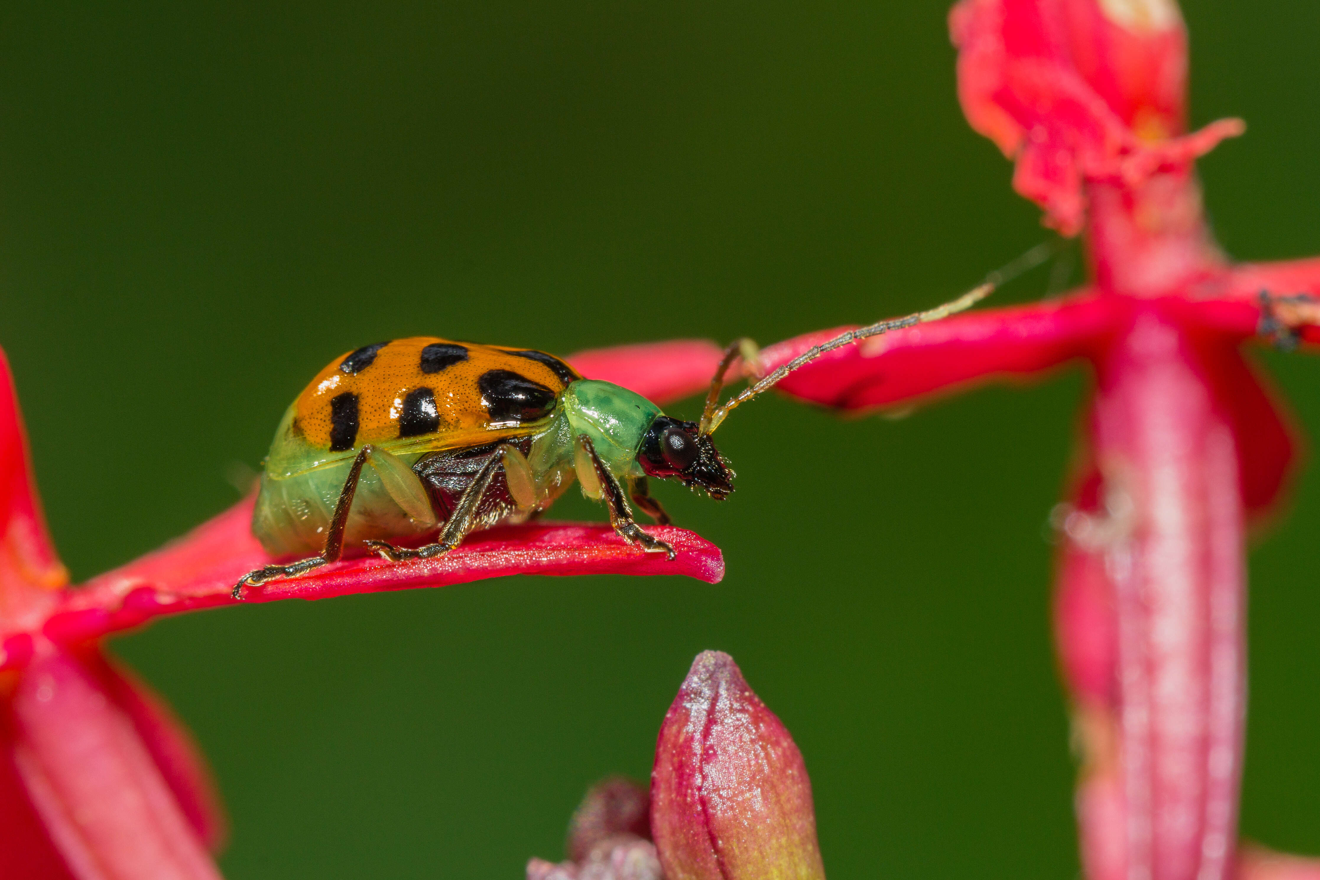 Plancia ëd Diabrotica