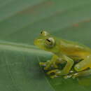 Image of Rio Glass Frog; ra-de-vidro