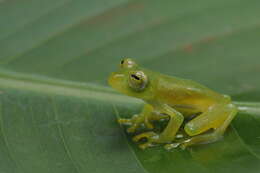 Image of Rio Glass Frog; ra-de-vidro