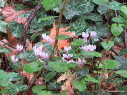 Image of Cyclamen coum Miller