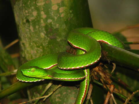 Image of Green Bamboo Leaf Pit Viper