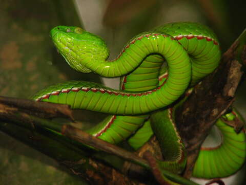 Image of Green Bamboo Leaf Pit Viper