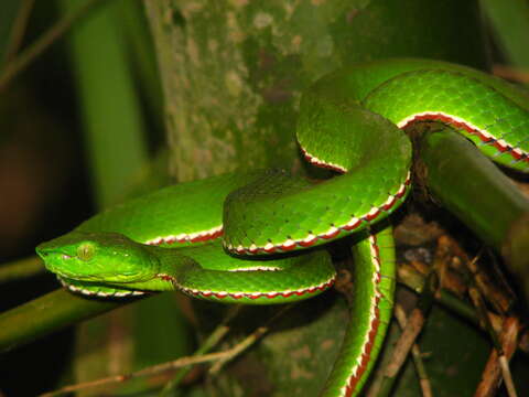 Image of Green Bamboo Leaf Pit Viper