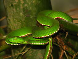 Image of Green Bamboo Leaf Pit Viper