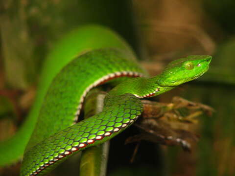 Image of Green Bamboo Leaf Pit Viper