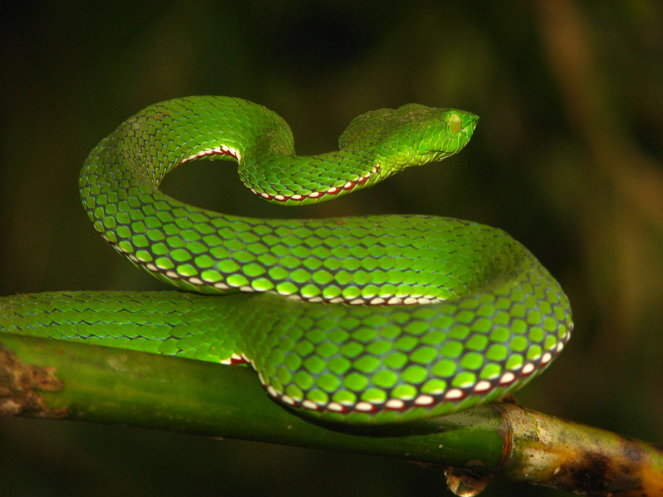 Image of Green Bamboo Leaf Pit Viper