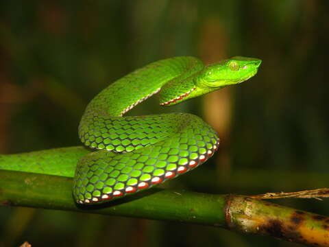 Image of Green Bamboo Leaf Pit Viper