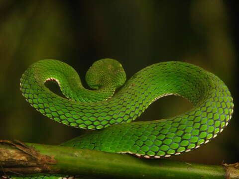 Image of Green Bamboo Leaf Pit Viper