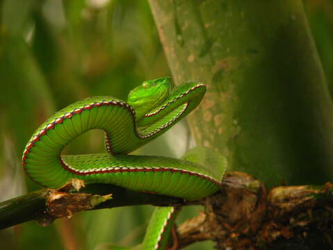 Image of Green Bamboo Leaf Pit Viper