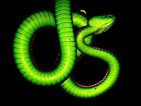 Image of Green Bamboo Leaf Pit Viper