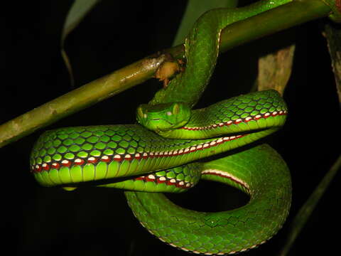 Image of Green Bamboo Leaf Pit Viper