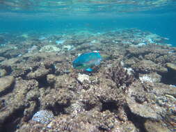 Image of Blunt-head Parrotfish