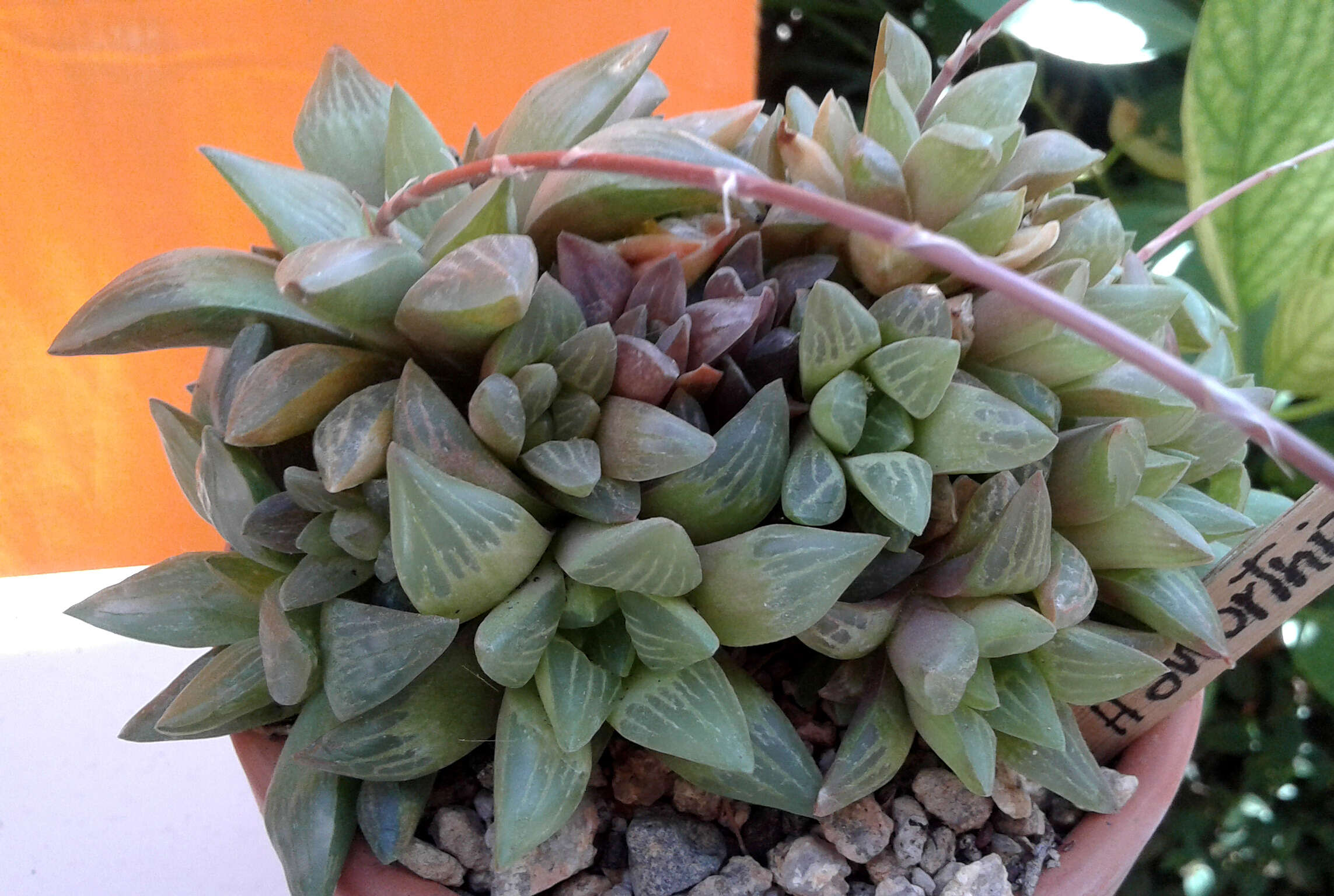 Слика од Haworthia turgida Haw.