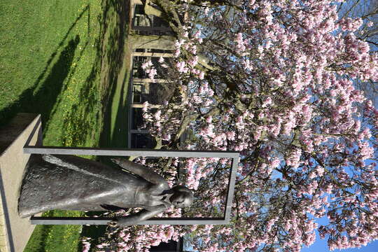 Image of Saucer magnolia