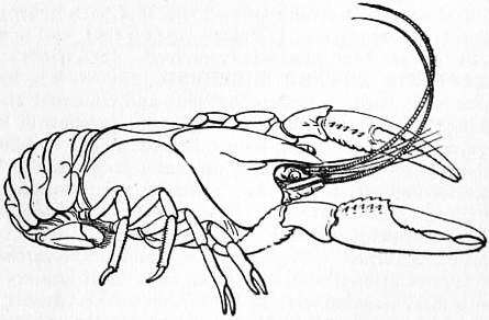 Image of Cambarus Erichson 1846