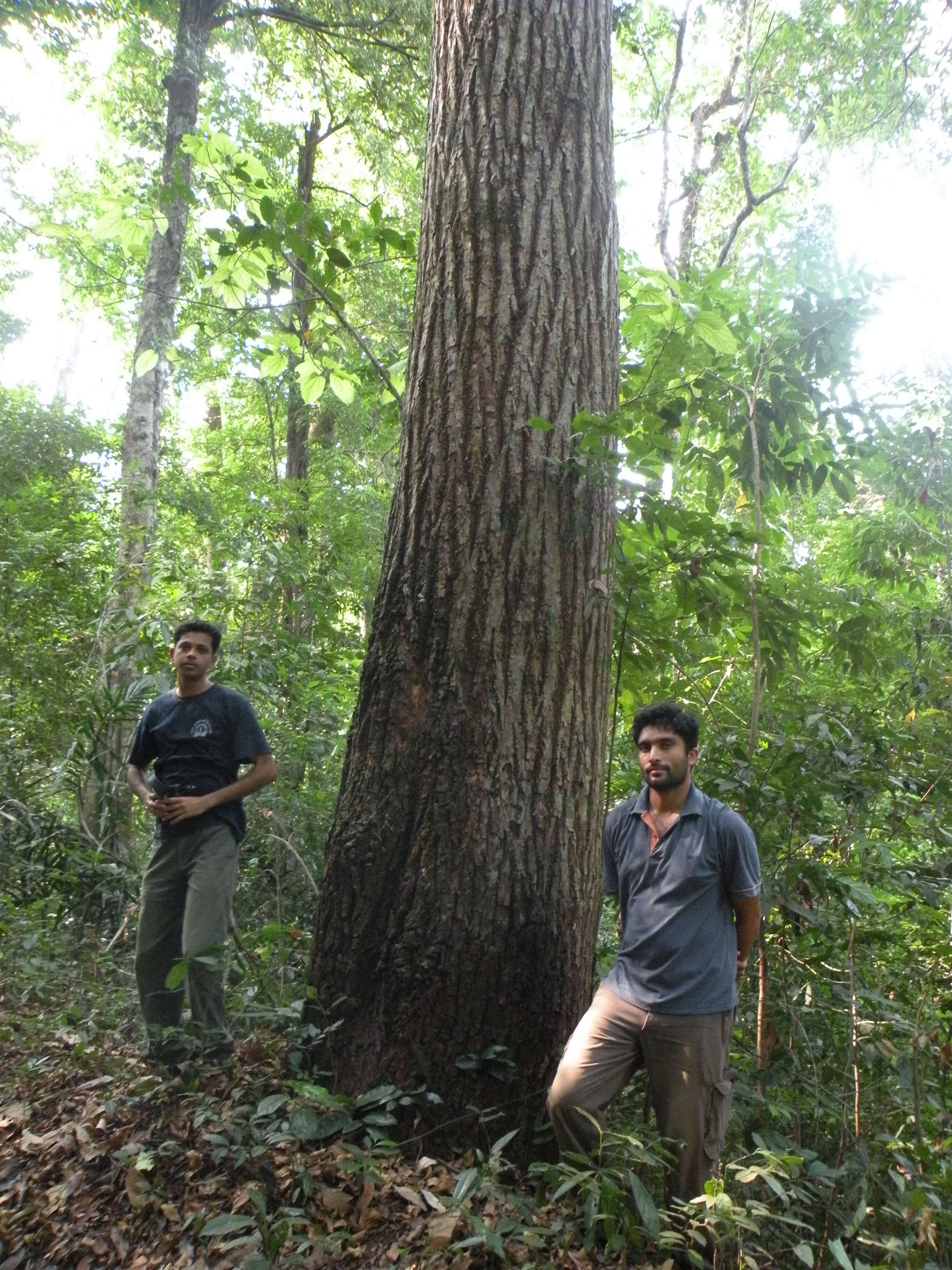 Image of Calophyllum polyanthum Wall. ex Choisy