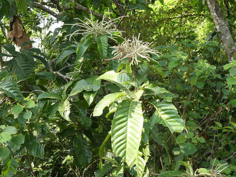 Lithocarpus elegans (Blume) Hatus. ex Soepadmo的圖片