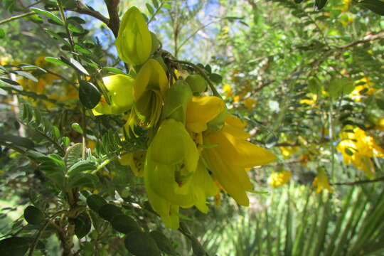 Image of Sophora masafuerana Skottsb.