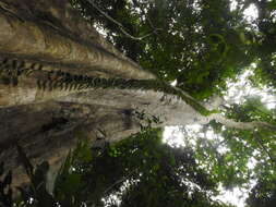 Image of Argus pheasant tree