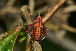 Image of Kalidasa lanata (Drury 1773)