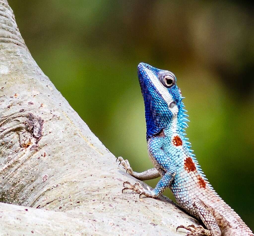 Calotes mystaceus Duméril & Bibron 1837 resmi