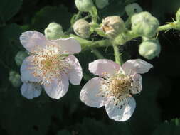 Imagem de Rubus cochinchinensis Tratt.