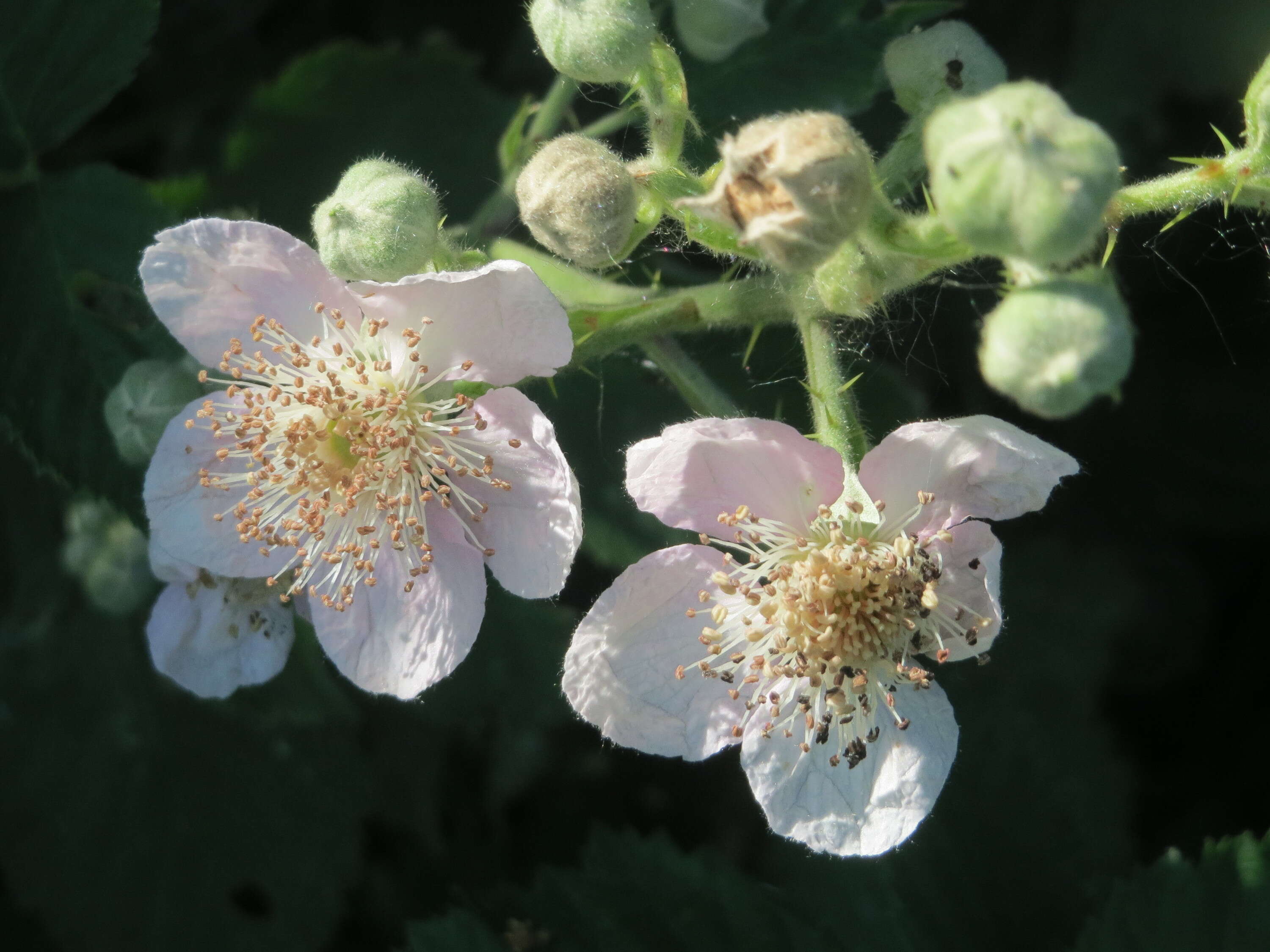 Imagem de Rubus cochinchinensis Tratt.