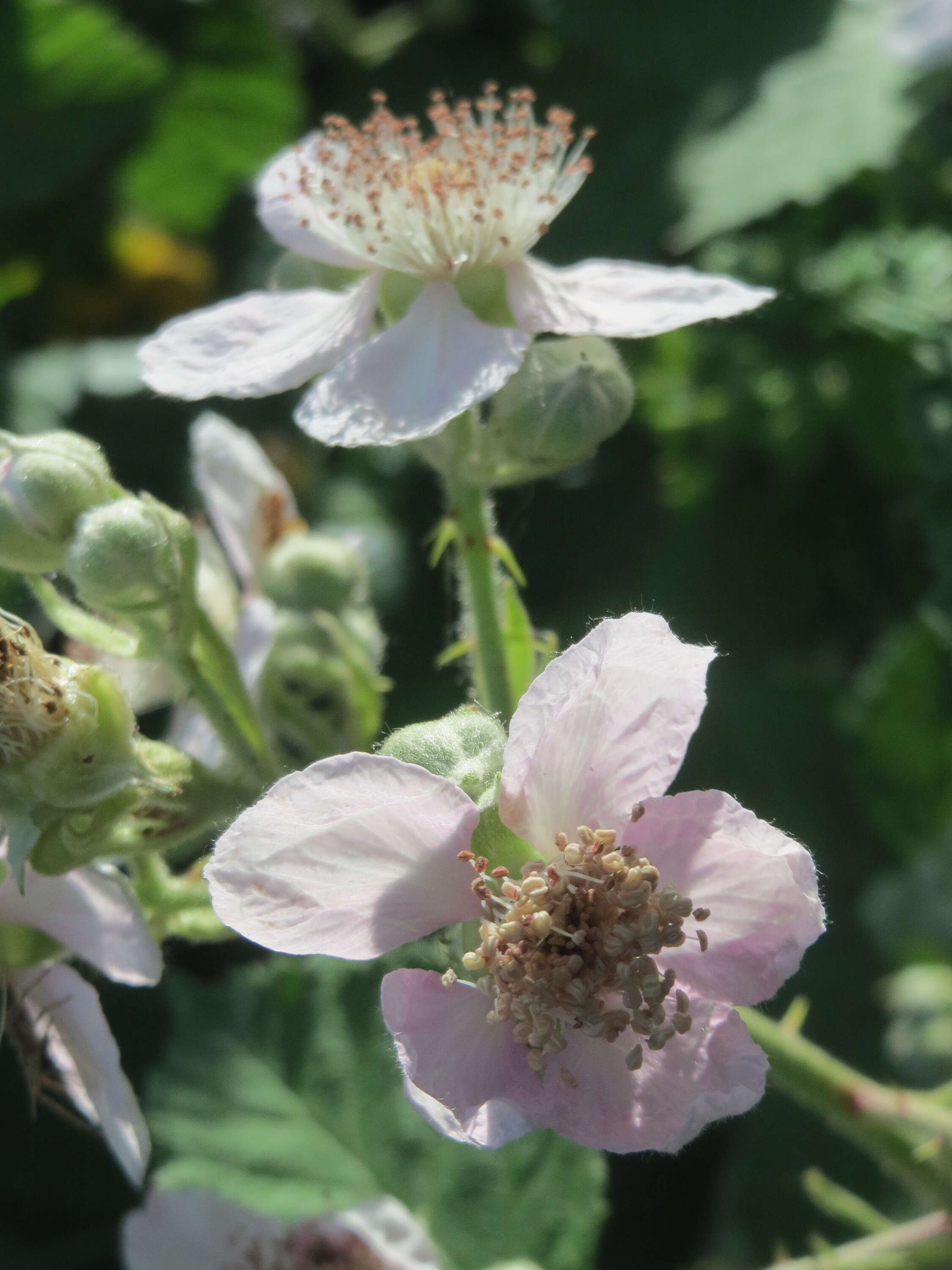 Imagem de Rubus cochinchinensis Tratt.