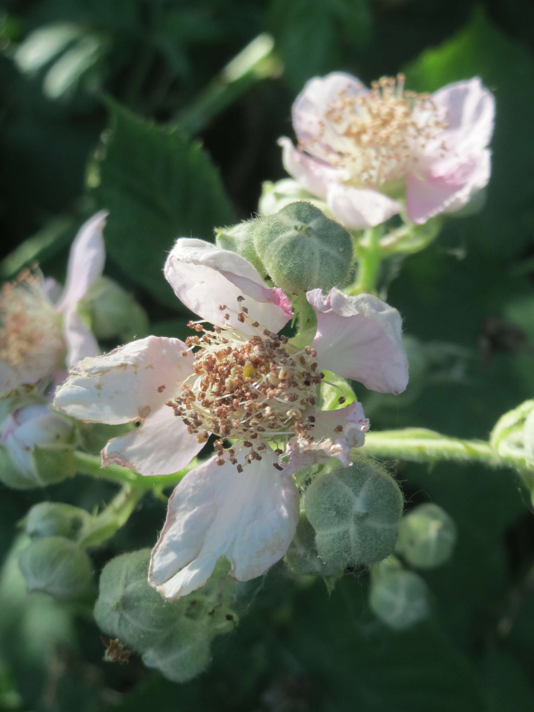 Imagem de Rubus cochinchinensis Tratt.