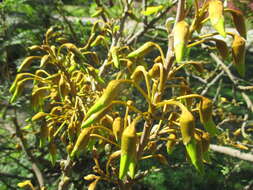 Image of kowhai