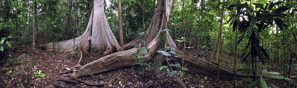 Image of Ficus variegata Bl.