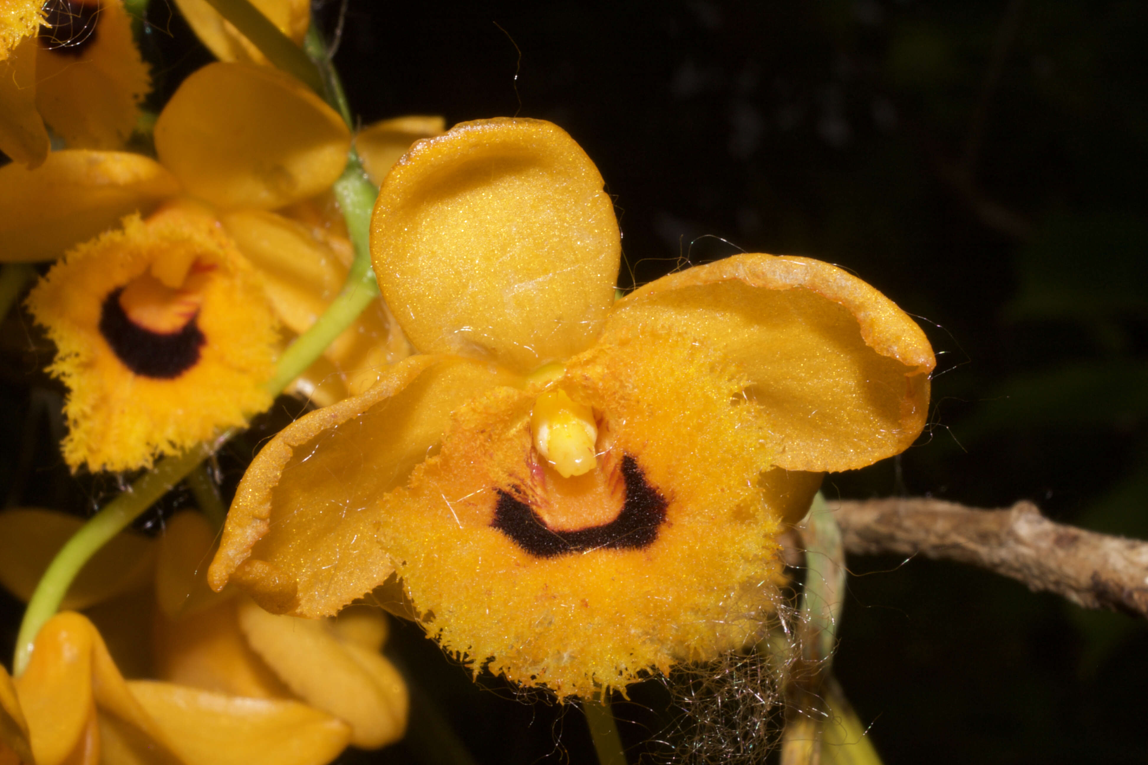 Plancia ëd Dendrobium fimbriatum Hook.