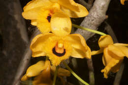 Plancia ëd Dendrobium fimbriatum Hook.