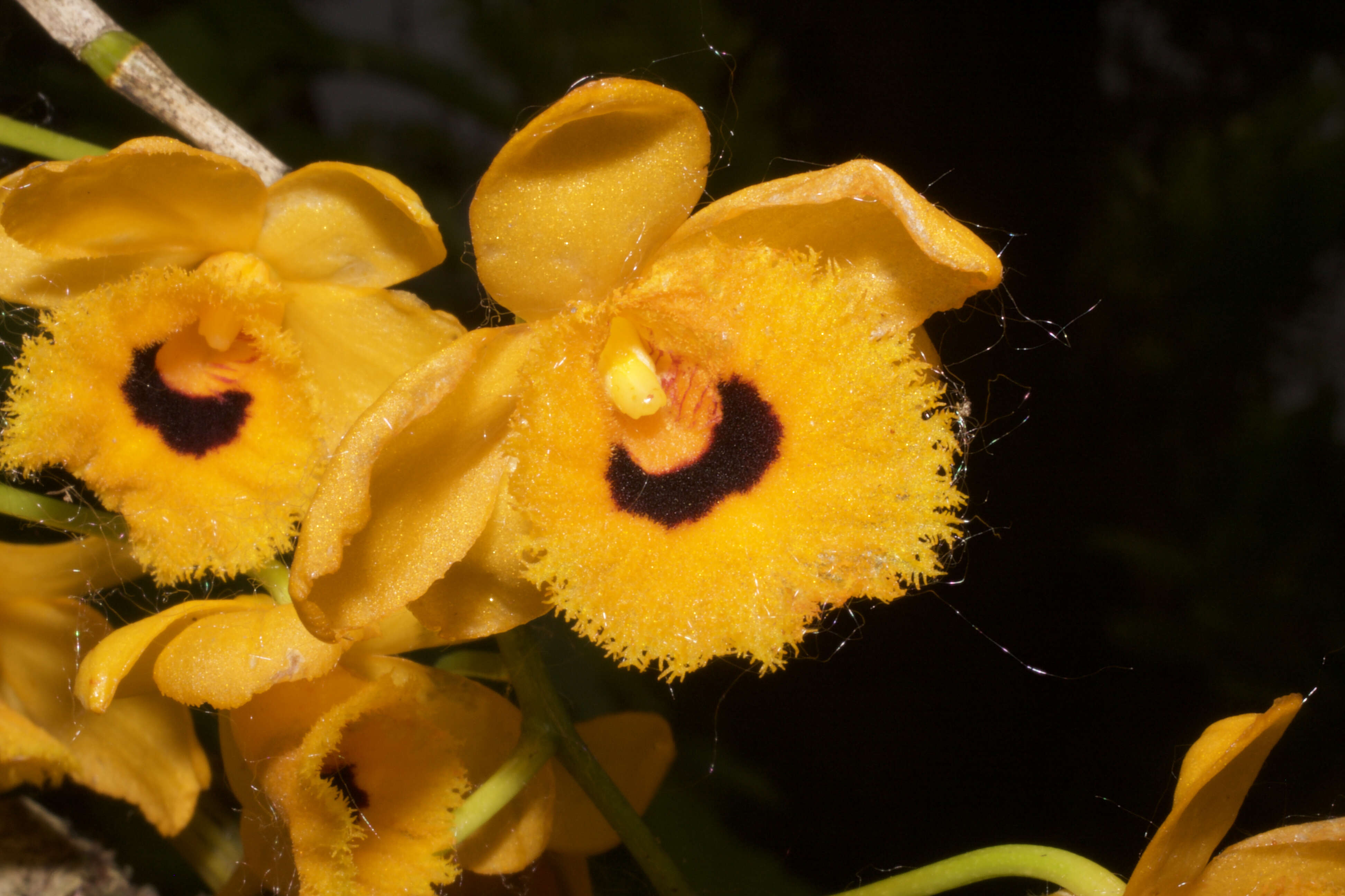 Plancia ëd Dendrobium fimbriatum Hook.