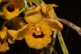 Plancia ëd Dendrobium fimbriatum Hook.