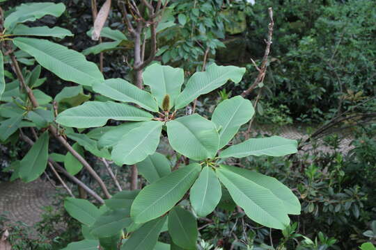 Image of Beaked magnolia