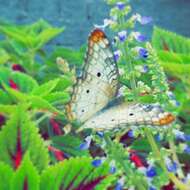 Image of White Peacock