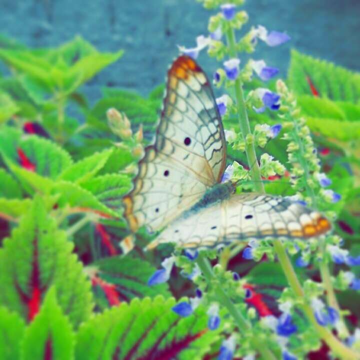 Image of White Peacock