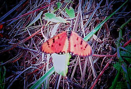 Image of Acraea terpsicore