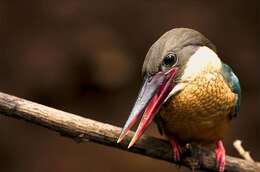 Image of Stork-billed Kingfisher