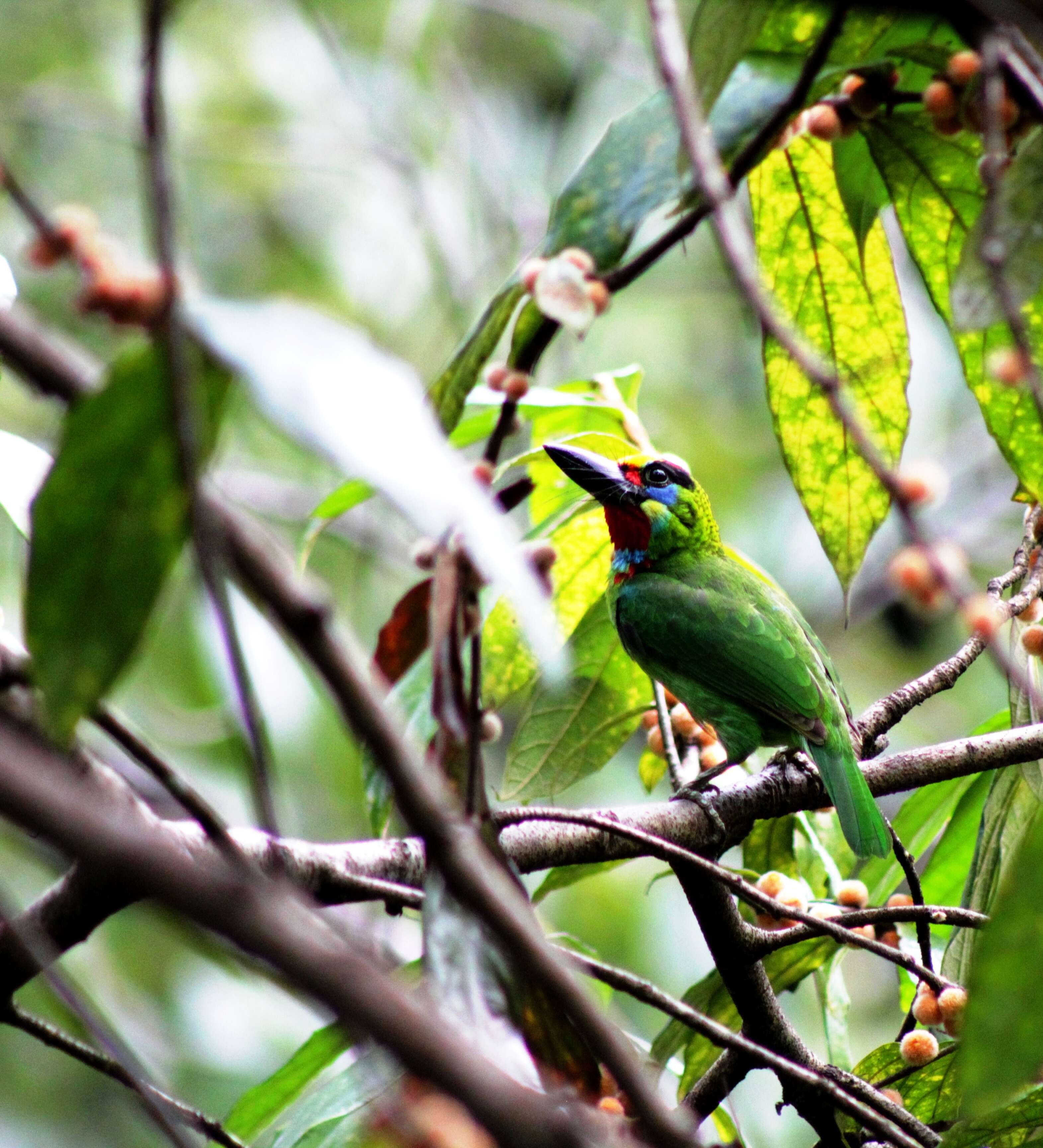 Image of Red-throated Barbet