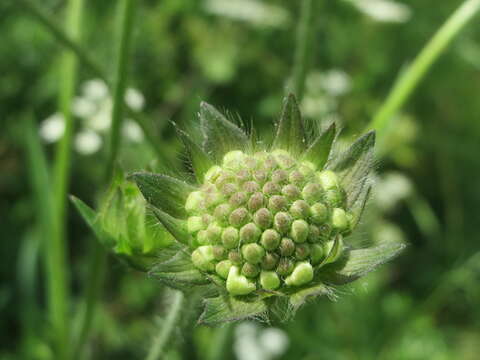 Слика од Knautia arvensis (L.) Coulter