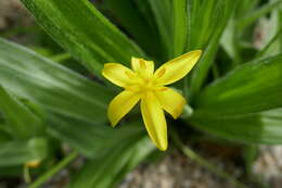 Image of African potato