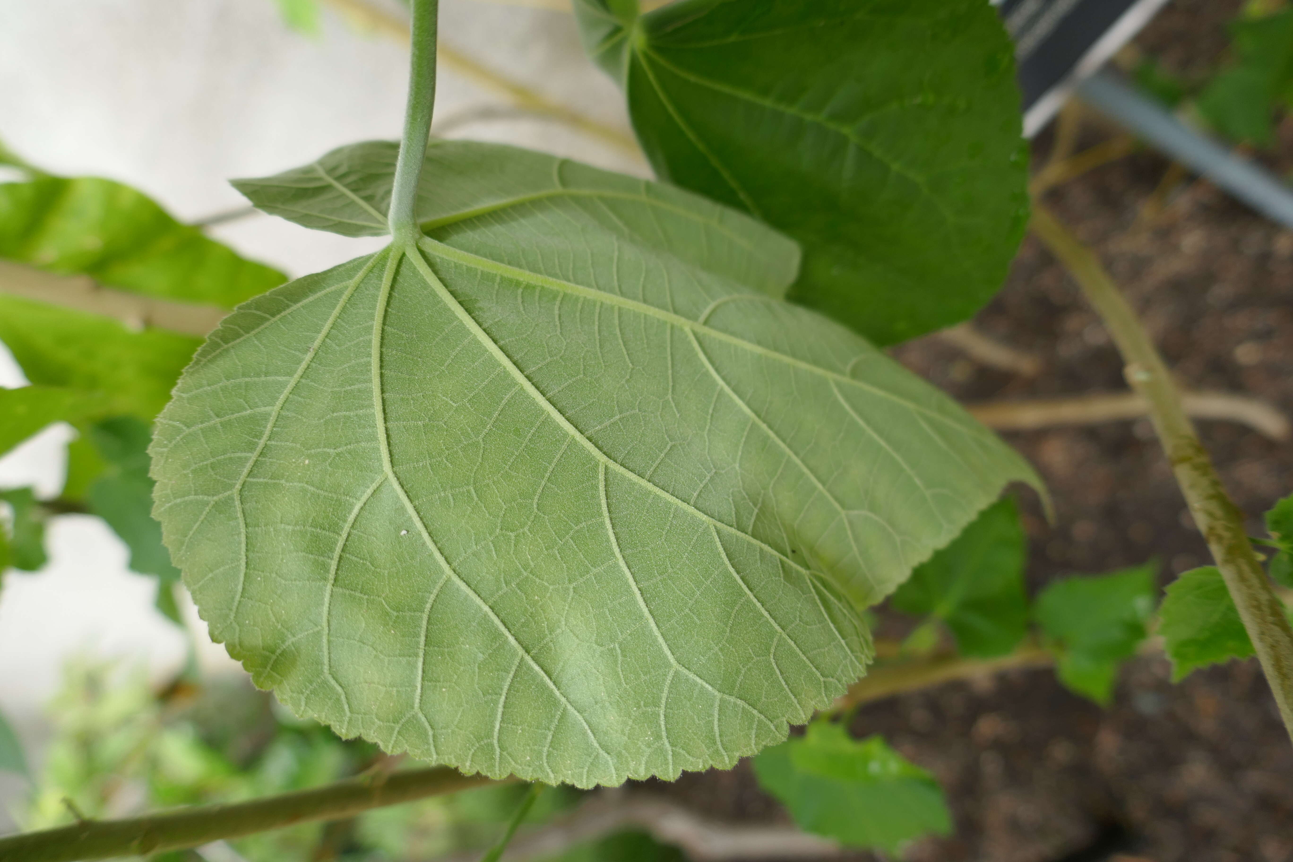 Imagem de Abutilon pitcairnense F. R. Fosberg