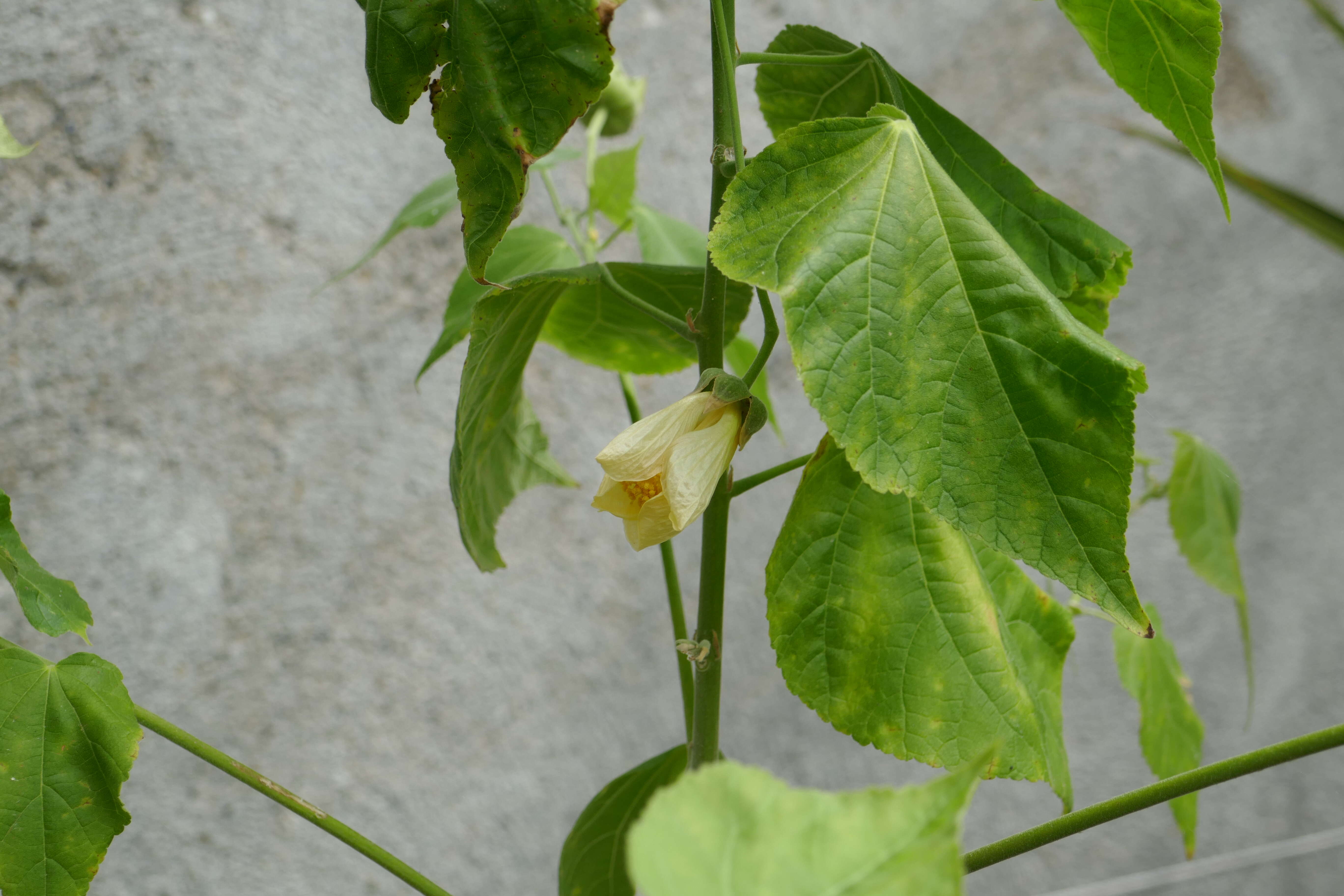 Imagem de Abutilon pitcairnense F. R. Fosberg