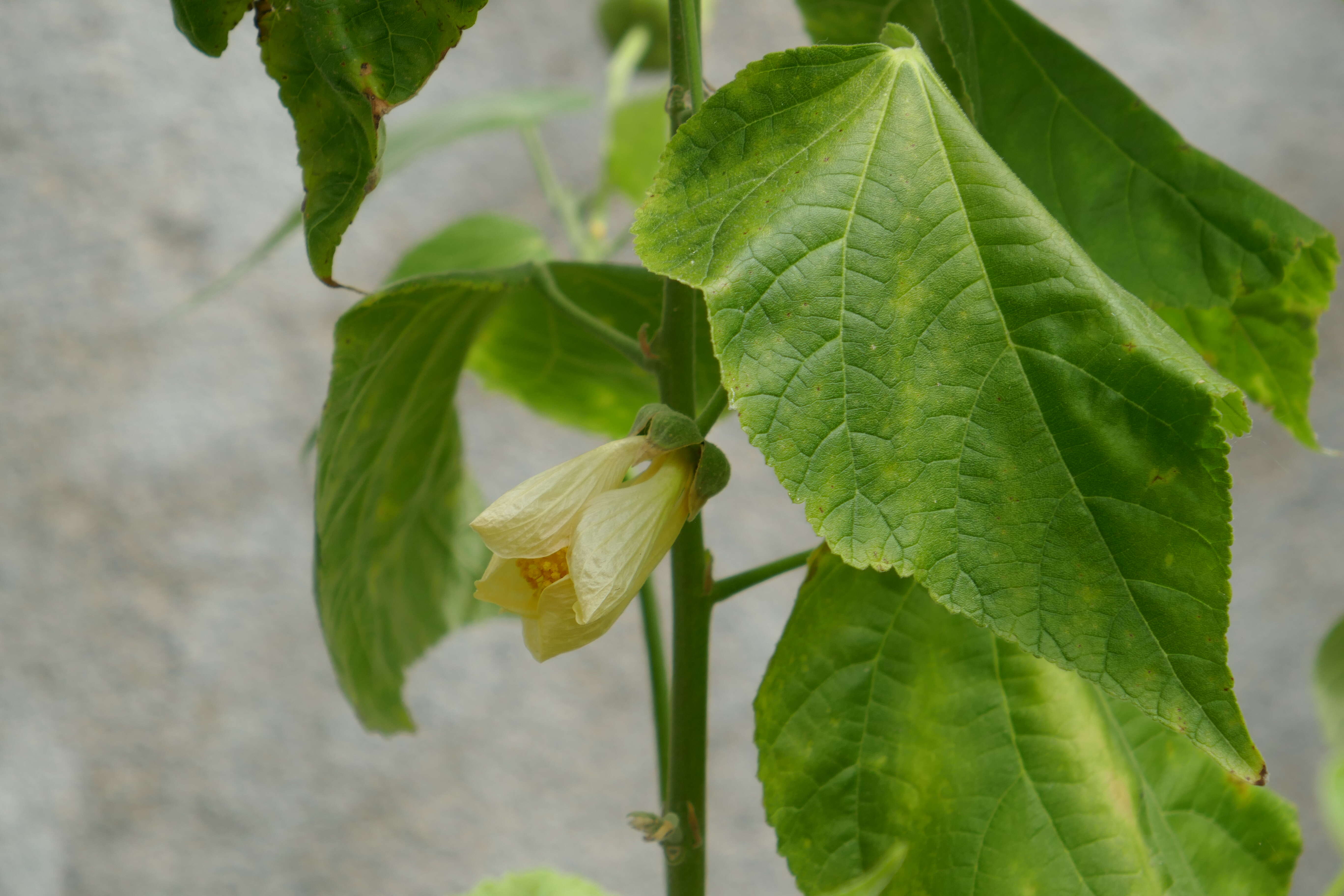 Imagem de Abutilon pitcairnense F. R. Fosberg